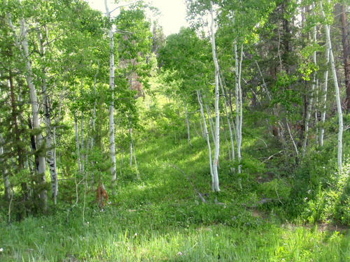 NF 801, Medicine Bow NF, WY, GDMBR.